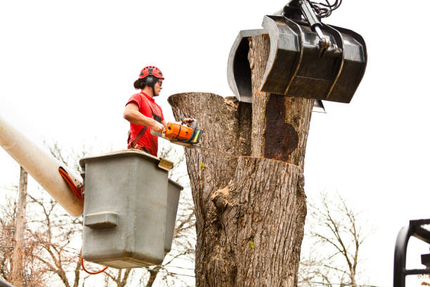 Reliable Elma Center, NY Tree Removal Services Solutions